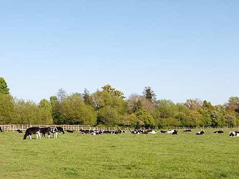 许多,母牛,放牧,地点,户外,安宁