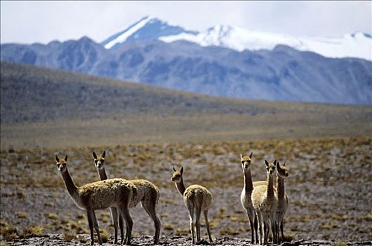 智利,阿塔卡马沙漠,牧群