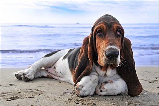 巴塞特猎犬,海滩
