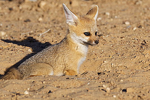 角狐,狐属,幼兽,向外看,洞穴,入口,卡拉哈迪大羚羊国家公园,北开普,南非,非洲