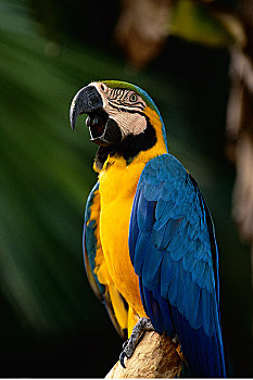 肖像,黄蓝金刚鹦鹉,鸟,公园,新加坡