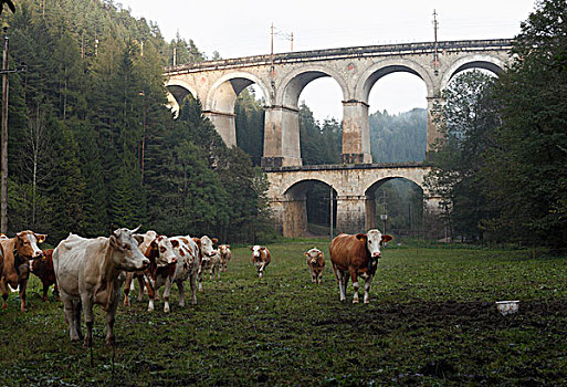 母牛,正面,铁路桥,塞梅宁,铁路,高架桥,下奥地利州,奥地利,欧洲