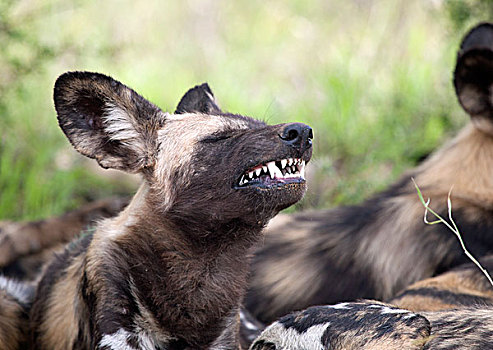 非洲野狗,非洲,涂绘,狗,非洲野犬属,牙齿,克鲁格国家公园,南非