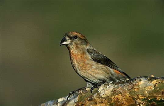 红交喙鸟,欧洲