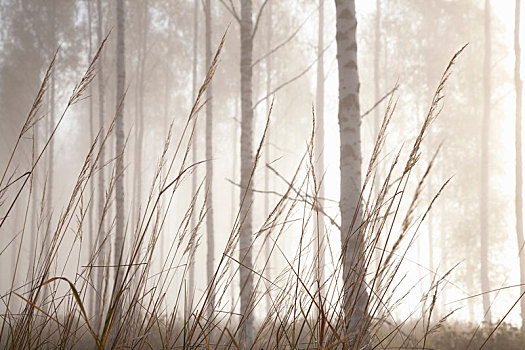 树林,草,树干,雾气,南方,芬兰