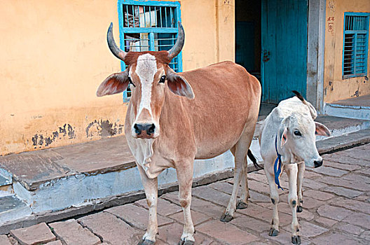 母牛,幼兽,街上,拉贾斯坦邦,印度