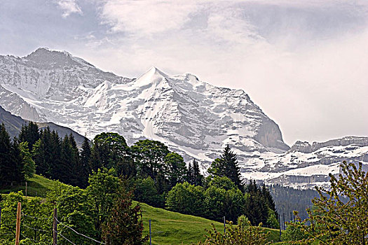 树,正面,山脉,少女峰,伯恩高地,瑞士