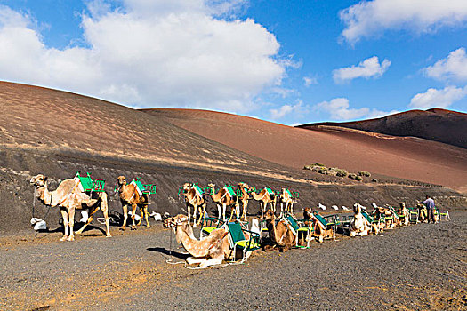 骆驼,就绪,旅游,火山,蒙大拿,蒂玛法雅国家公园,兰索罗特岛,加纳利群岛,西班牙