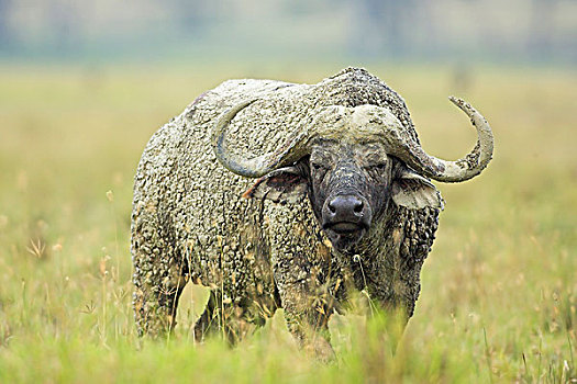 南非水牛,非洲水牛,雄性,纳库鲁湖国家公园,肯尼亚