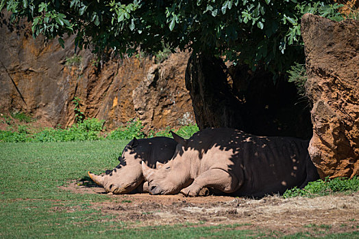 白犀牛,睡觉,荫凉,树下