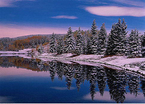 湖,树,冬天,卡纳纳斯基斯,艾伯塔省,加拿大