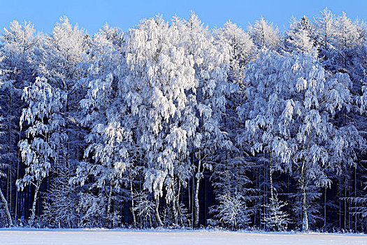 霜冻,桦树,树,边缘,树林,雪后风景,冬天,石荷州,德国,欧洲