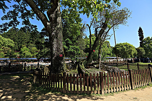 井冈山茅坪大井村枫石风景