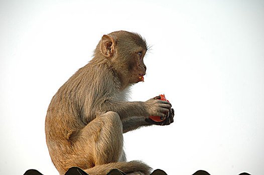 猴子,风景,城镇,孟加拉,二月,2008年