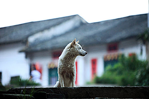 阳江,阳春市