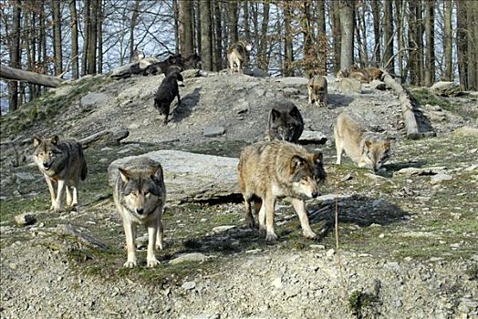 加拿大,大灰狼,狼,动物园,德国,欧洲