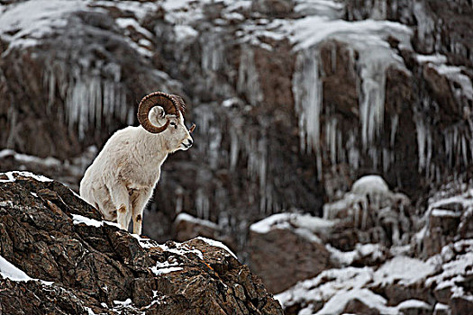 野大白羊,公羊,站立,岩石,悬崖,冰柱,高处,苏厄德公路,楚加奇山,特纳甘湾,阿拉斯加,冬天