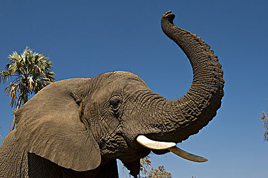 非洲象,家养,孤儿,发声,灰色,莫雷米禁猎区,奥卡万戈三角洲,博茨瓦纳