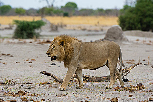雄性,狮子,萨维提,乔贝国家公园,博茨瓦纳,非洲