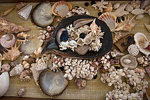 壳,斐济