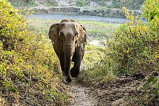 野生,亚洲女性,大象,走,小路,灌木丛,奇旺,尼泊尔,亚洲