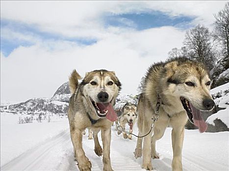 爱斯基摩犬,跋涉,雪地