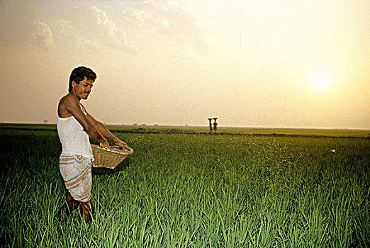 稻米,饮食,孟加拉,高,品种,一个,男人,稻田