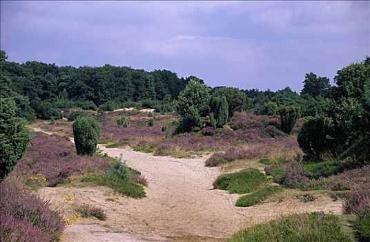 石南,灌木丛,围绕,国家公园,荷兰