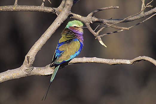 博茨瓦纳,奥卡万戈三角洲,莫瑞米,野生动植物保护区,紫胸佛法僧鸟