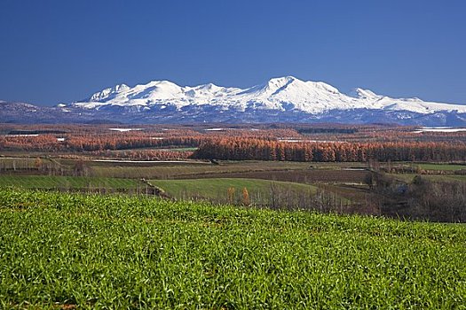 麦田,山