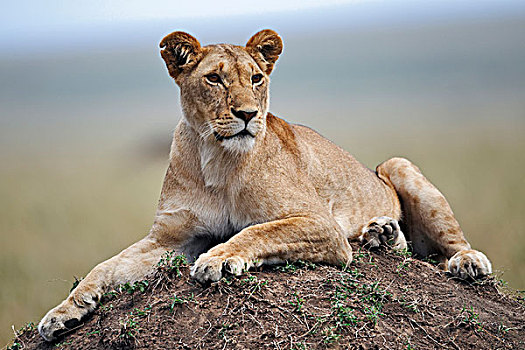 母狮,休息,蚁丘,马赛马拉,肯尼亚