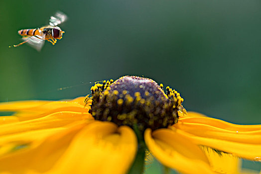 蜜蜂017
