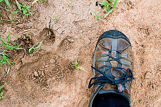 鞋,狮子,轨迹,克鲁格国家公园,林波波河,南非,非洲
