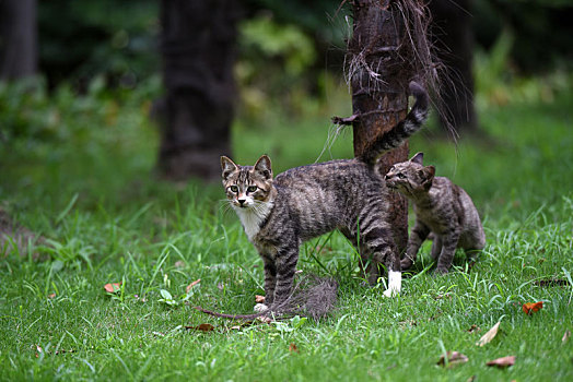 一群野外流浪猫