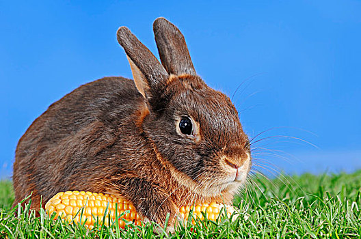褐色,迷你兔,兔豚鼠属,玉米,玉米棒