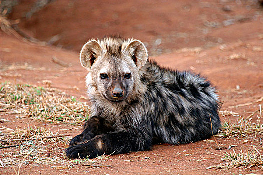 南非,幼兽,斑鬣狗,靠近,窝
