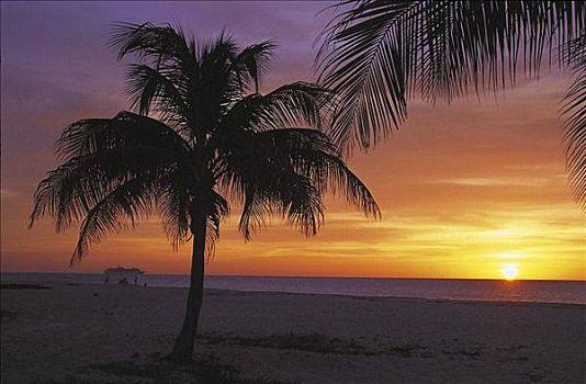 剪影,棕榈树,正面,日落,海滩,海洋,阿鲁巴,荷属安的列斯群岛,南美