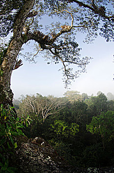 风景,上方,雨林,树荫,上面,树,国家公园,亚马逊雨林,厄瓜多尔,南美