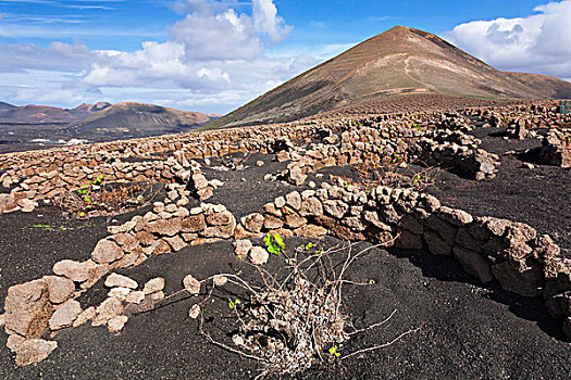 传统,葡萄种植,区域,火山岩,风景,后面,蒙大拿,兰索罗特岛,加纳利群岛,西班牙,欧洲