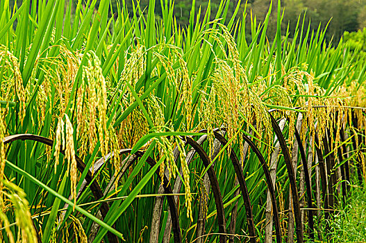 成熟水稻近摄