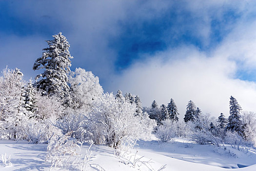 和龙老里克湖冬季,林海雪原