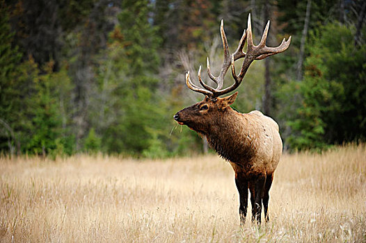 麋鹿,鹿属,碧玉国家公园,艾伯塔省,省,加拿大,北美