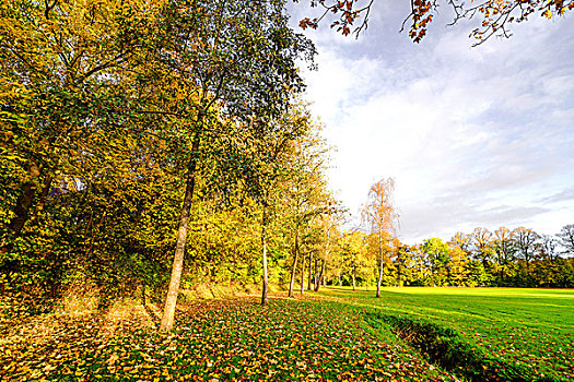 秋天,公园,彩色,树,排,秋叶,遮盖,地面,晴天