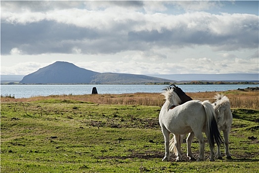 小马,冰岛,风景