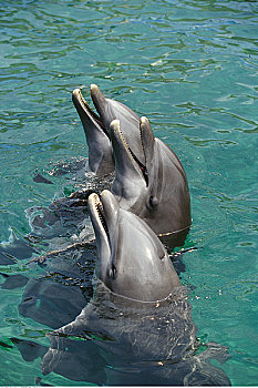 宽吻海豚,佛罗里达