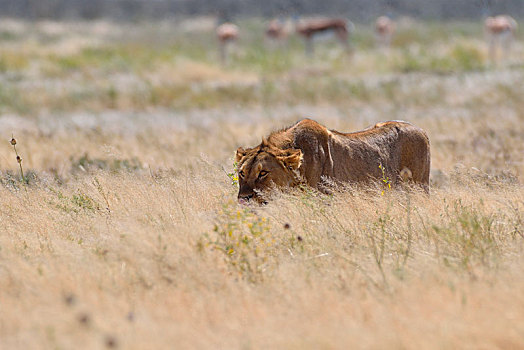 非洲狮,狮子,幼兽,雄性,走,干草,埃托沙国家公园,纳米比亚,非洲