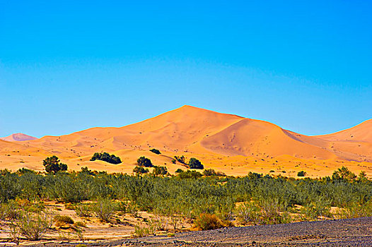 沙子,沙丘,灌木丛,灌木,荒芜,风景,正面,岩石,撒哈拉沙漠,南方,摩洛哥,非洲