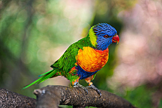 彩虹,彩虹鹦鹉,公园,波多黎各,圣克鲁斯-德特内里费,特内里费岛,加纳利群岛,西班牙,欧洲