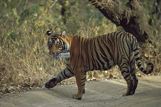 孟加拉虎,虎,塑料制品,水瓶,嘴,伦滕波尔国家公园,印度