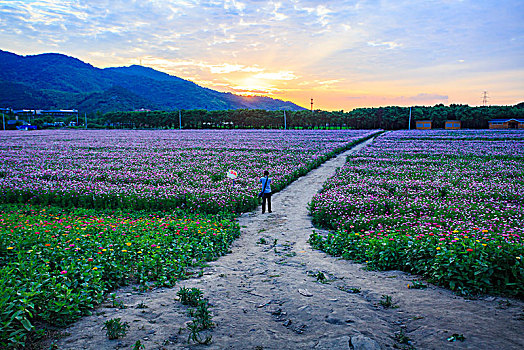 格桑花,波斯菊